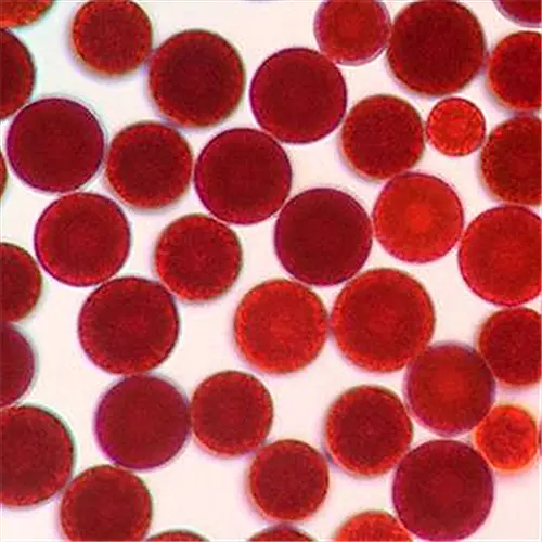 Haematococcus pluvialis Haematococcus pluvialis