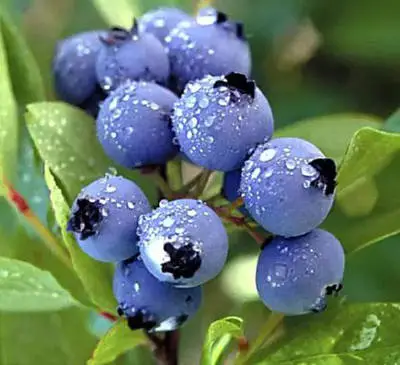 blueberry blueberry