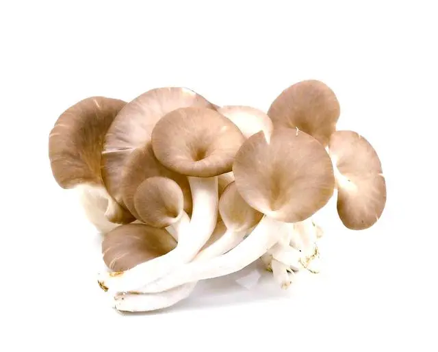 Ergothioneine Ergothioneine