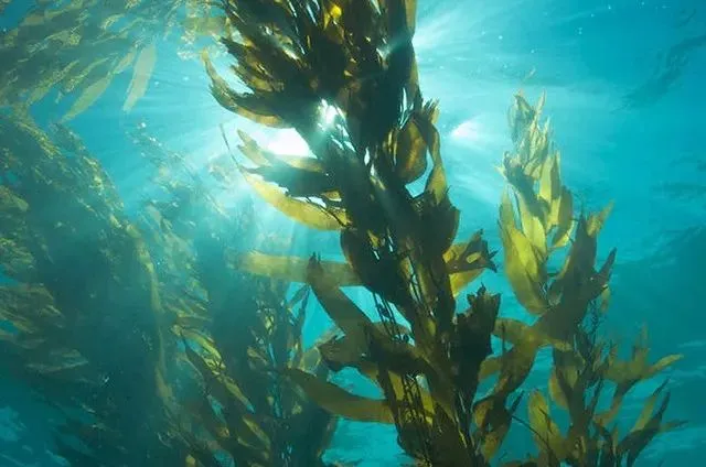seaweed seaweed