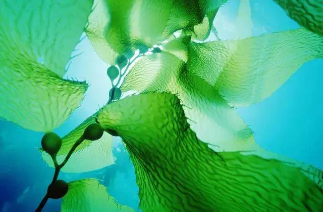 seaweed seaweed