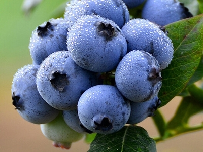 blueberry blueberry