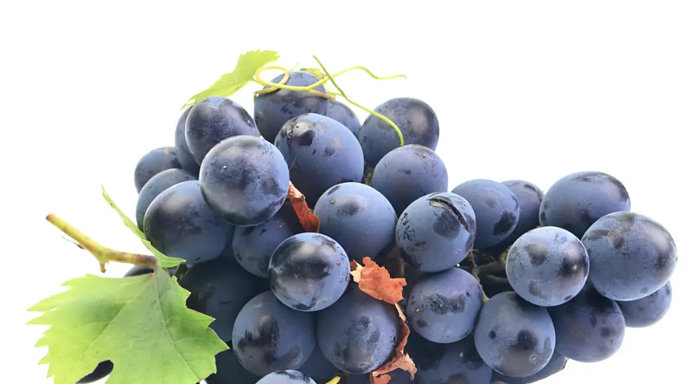 grape grape