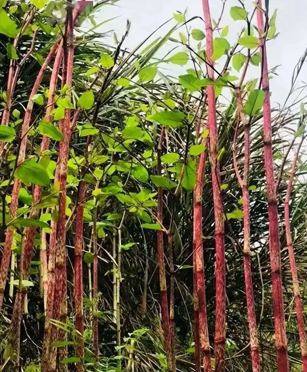 Polygonum cuspidatum Polygonum cuspidatum