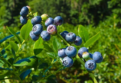 blueberry blueberry