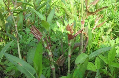 Polygonum cuspidatum Polygonum cuspidatum