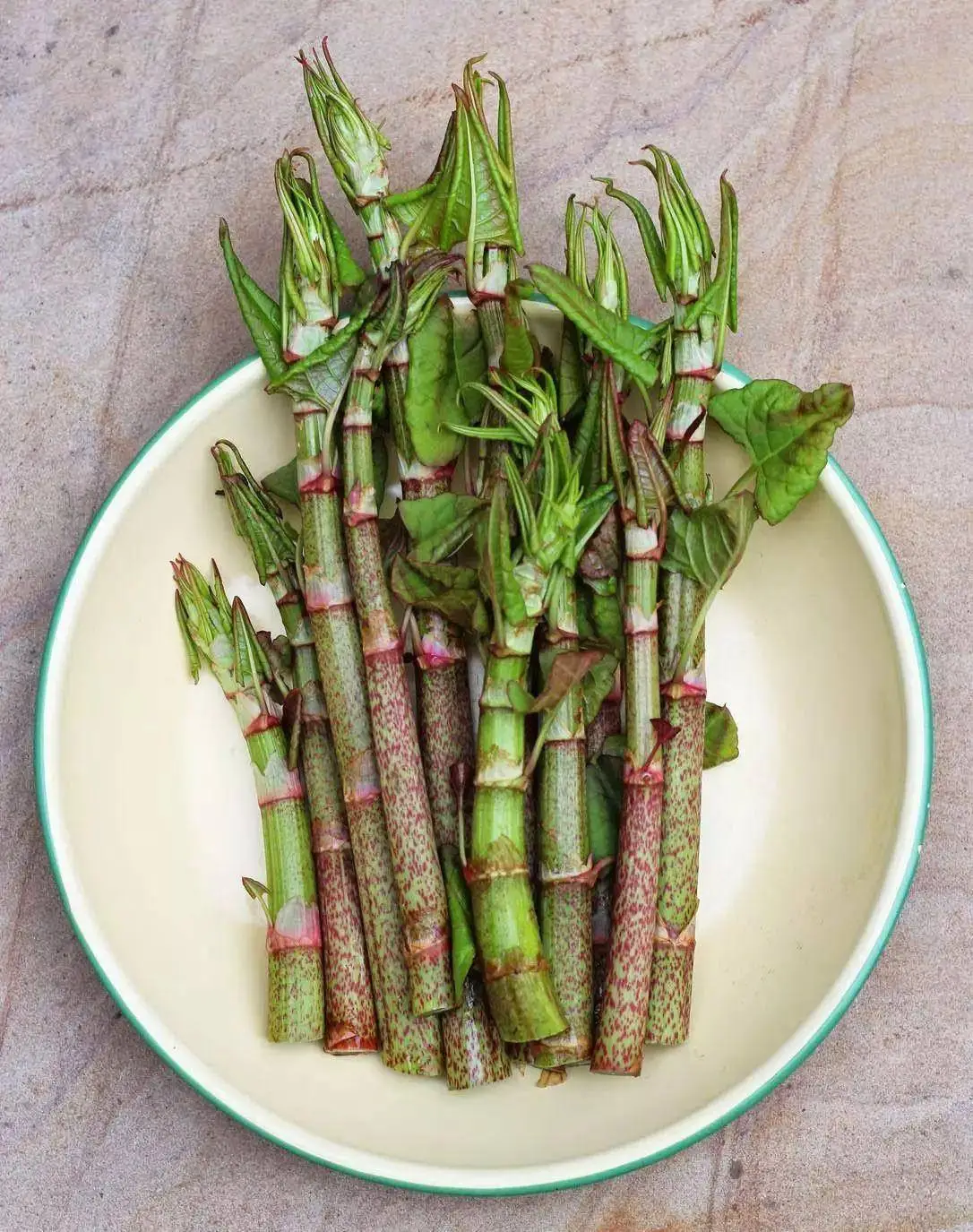Polygonum cuspidatum Polygonum cuspidatum