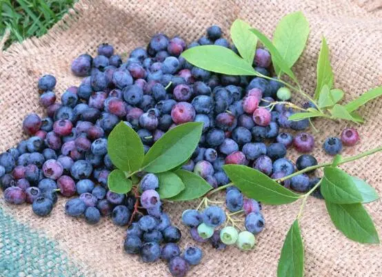 blueberry blueberry