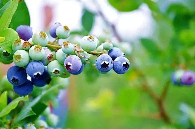 blueberry blueberry