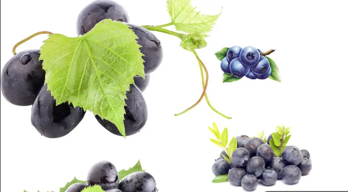 Resveratrol Resveratrol