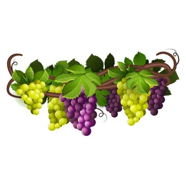grape