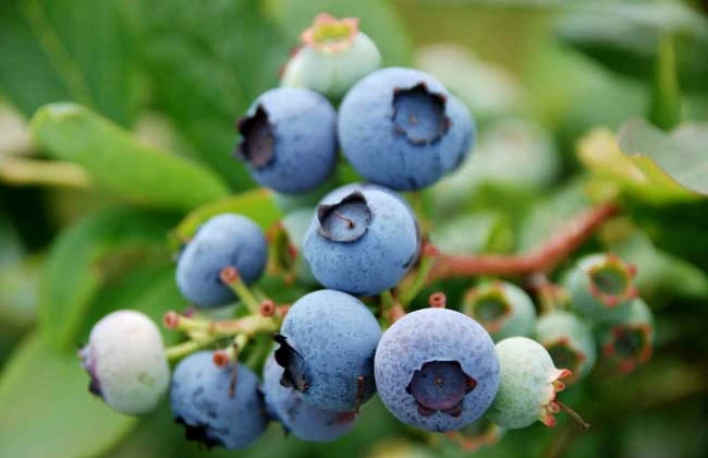 blueberry