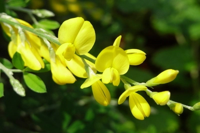 cytisine