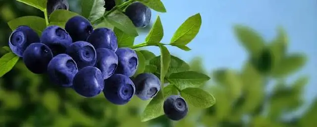 blueberry