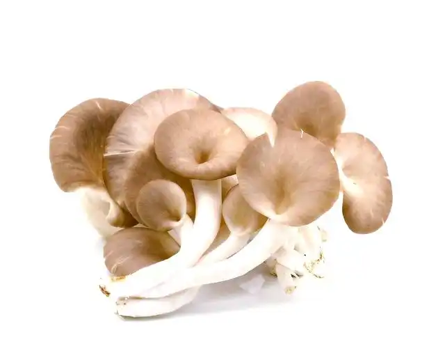 Ergothioneine Supplement Buyer’s Guide for Beginners