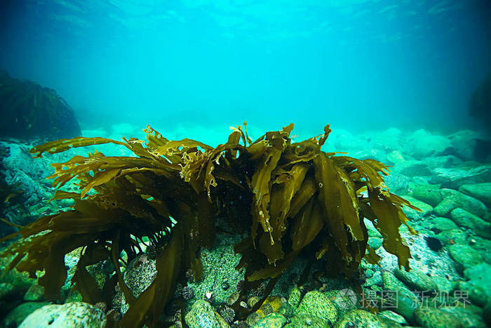 Dux: Deligendi Pulverem Astaxanthini Altae Efficientiae Pretii Anno 2026