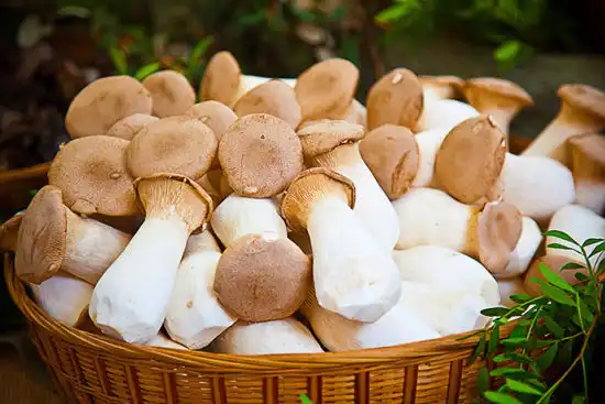 Mga Benepisyo ng Suplemento ng Ergothioneine para sa Suporta sa Pagganap ng Kognitibo