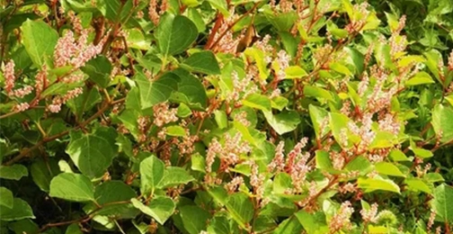 Which Food Is Highest in Resveratrol?