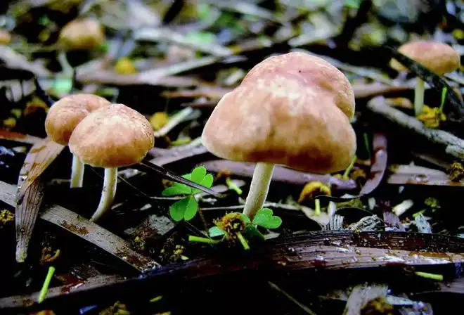 Ergothioneine vs. Astaxanthin: A Comparative Analysis