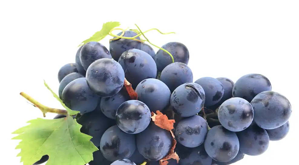 Where to Buy Resveratrol Powder: Supplier and Import Checklist