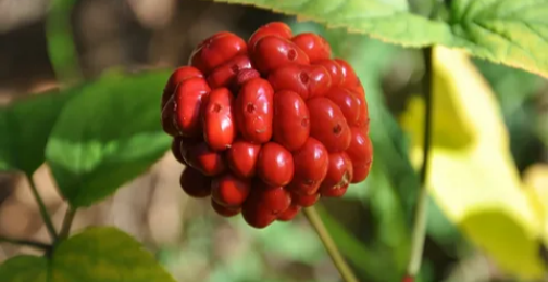 Does Panax Notoginseng Help You Breathe?