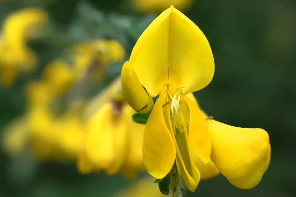 Is cytisine's effectiveness sustained after the treatment ends?