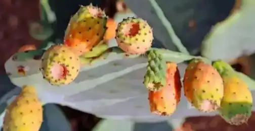 Prickly Pear Fruit Powder: Antioxidant Properties Explained