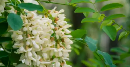 Can Quercetin Powder Reduce Allergy Symptoms Naturally?