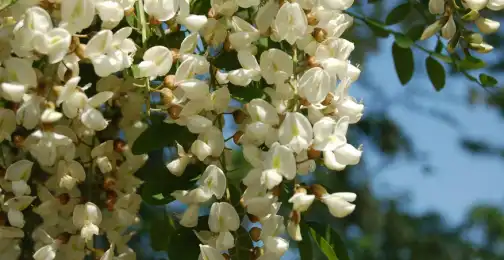 What are the respiratory health advantages of quercetin powder?