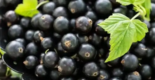 Maaari bang mapahusay ng acai berry powder ang athletic performance at recovery?