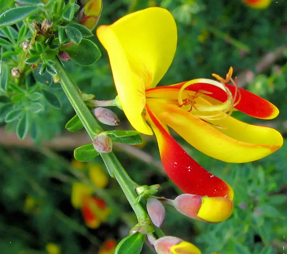 Cytisine Powder for Quitting Smoking: How It Works?