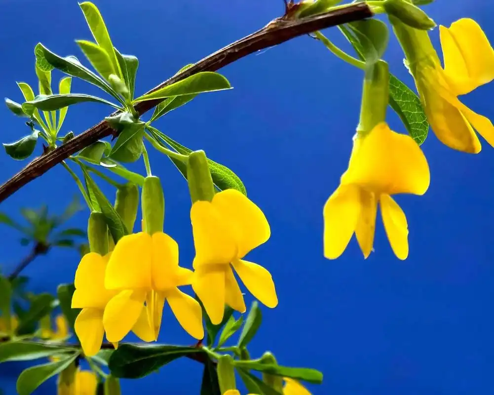 What are the reported gastrointestinal side effects of cytisine?