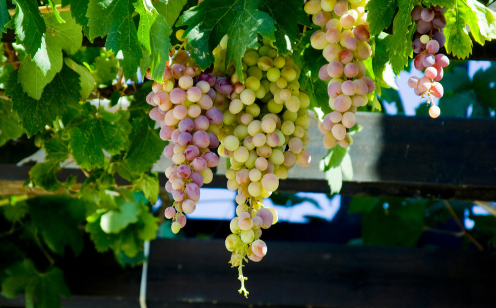 Resveratrol's Impact on Cardiovascular Health: The Evidence