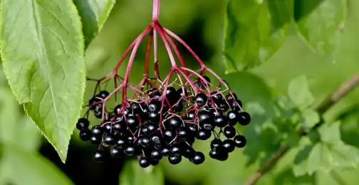 Mphamvu ya Antioxidant ya Elderberry Extract Powder