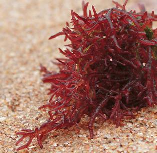 Optimi Quinque Fabricatores Pulveris Astaxanthini Observandi Anno 2026