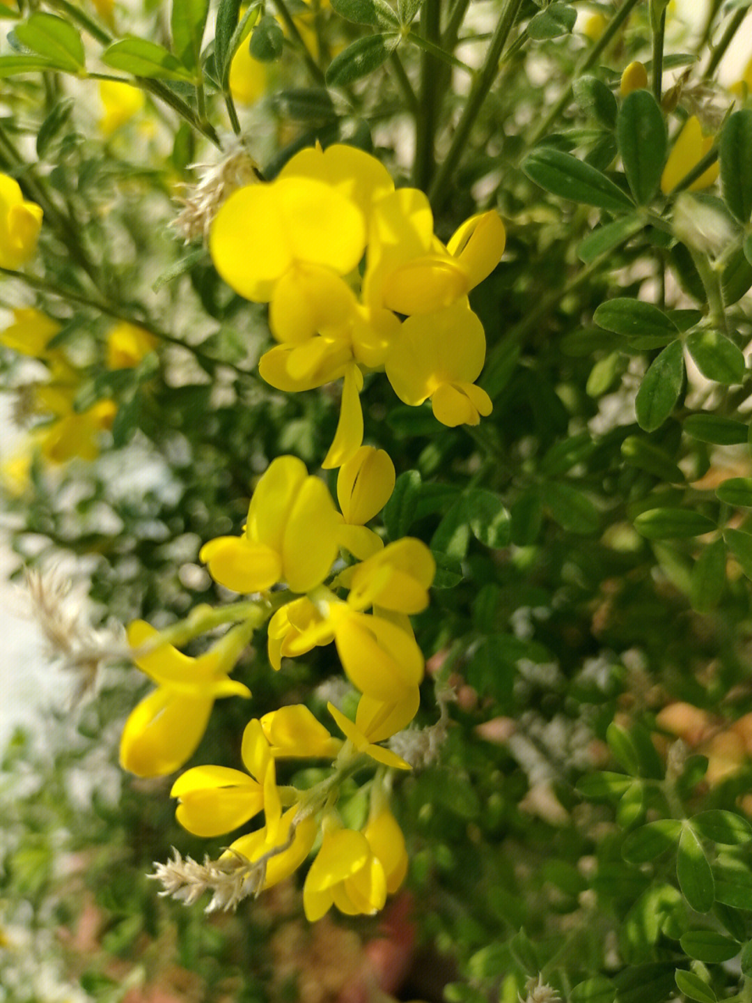 Buyer’s Guide to Sourcing High-Purity Cytisine Powder