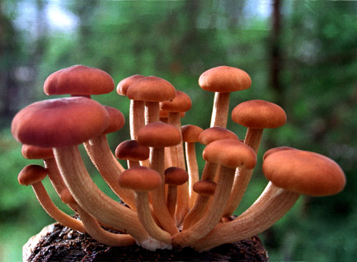 Can Ergothioneine help reduce inflammation in the body?