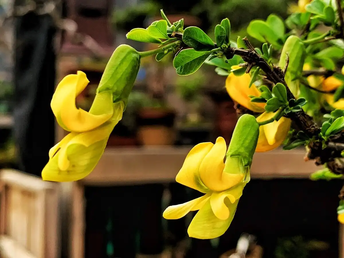 How are cytisine dosages adjusted for patients with liver issues?