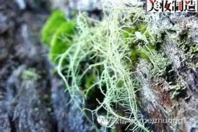 Usnic Acid Powder: Antimicrobial Properties and Applications