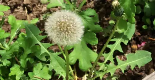 Polvere di Estratto di Radice di Dandelion: Potenziale in a Gestione di i Livelli di Zuccheru in Sangue