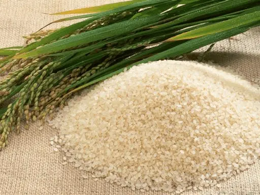 Rice Protein Peptides: Hypoallergenic & Highly Digestible