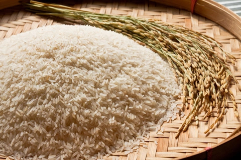 Gut Health Benefits of Fermented Rice Protein Peptides
