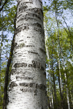 Betulinic Acid: Natural Antiviral Compound from Birch Bark
