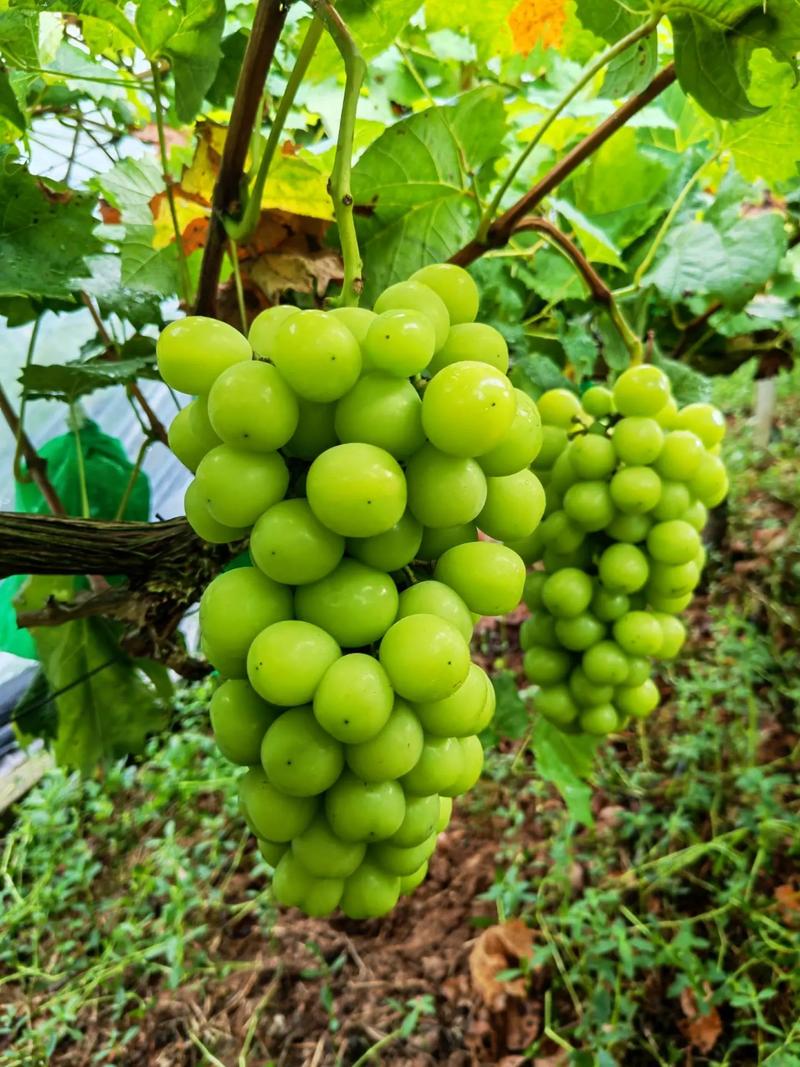 Can I use resveratrol powder every day?