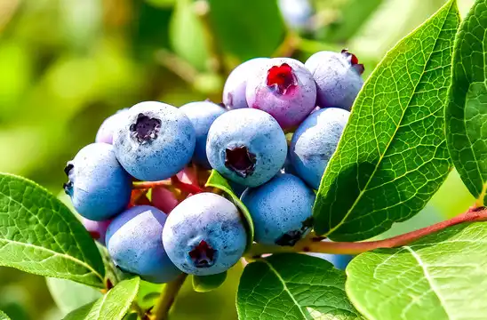 Pterostilbene Powder for Brain Health: Latest Research