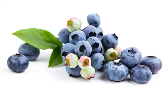 Pterostilbene Supplement Uses: A Practical B2B Guide