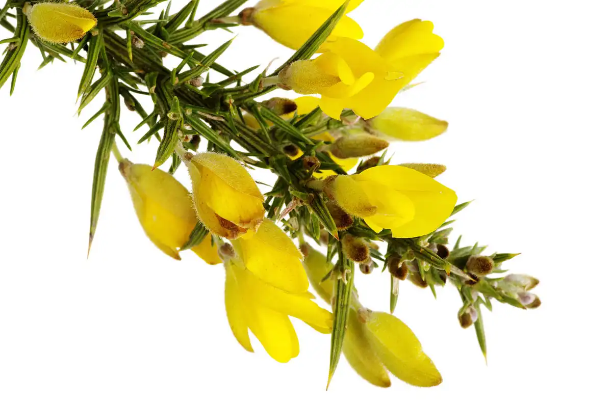 Where to Buy High-Purity Cytisine Powder Online?