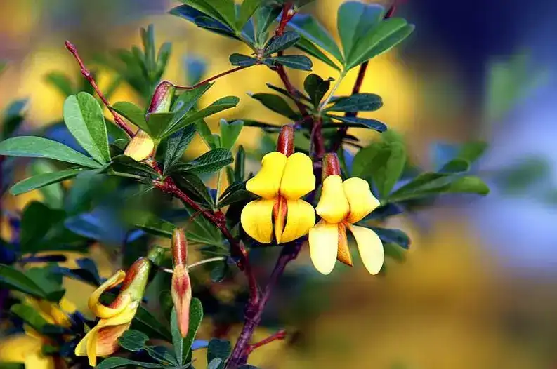 Health benefits of cytisine powder in 2026