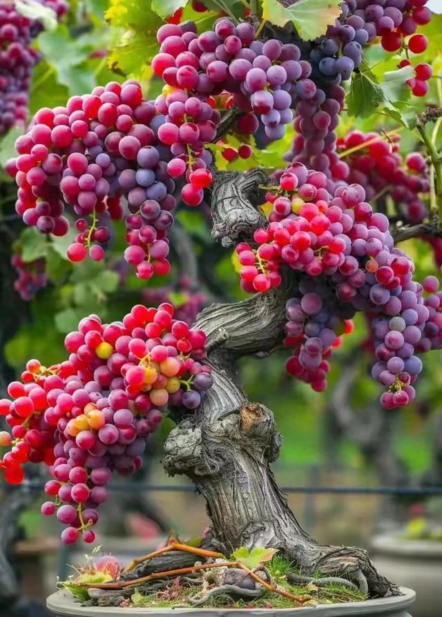 A Guide to Choosing a High-Quality Resveratrol Supplement