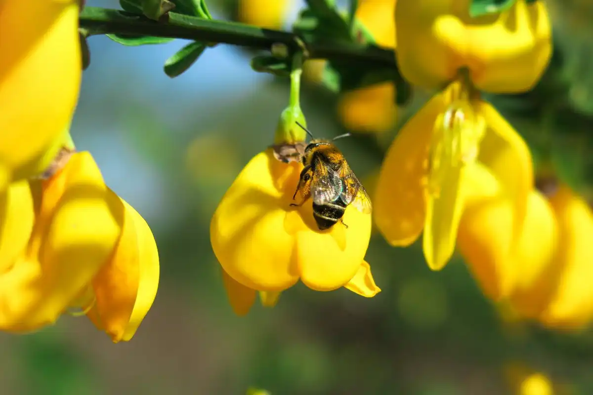 Can cytisine be used to help with cessation of smokeless tobacco?